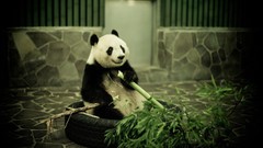 Animals bamboo panda bears