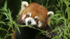 Animals bamboo red pandas