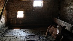 Animals barn Turkey Cows