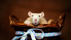 Animals baskets mice Rats