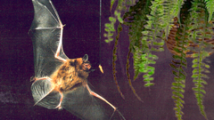 Animals bat animal