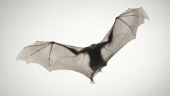 Animals bat animal
