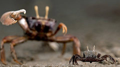 Animals battles crabs