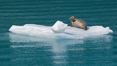 Animals bay glacier Alaska Harbor national park