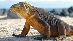 Animals Beaches Reptiles