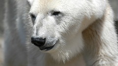 Animals Bear polar white