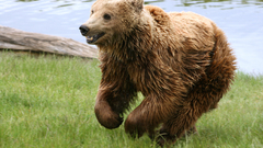 Animals Bears