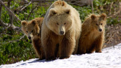 Animals Bears