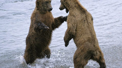 Animals Bears