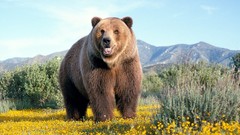 Animals Bears