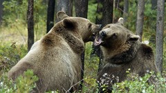 Animals Bears