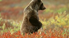 Animals Bears