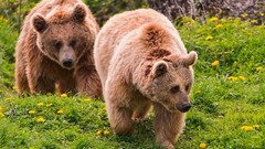 Animals Bears
