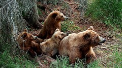 Animals Bears