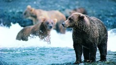 Animals Bears