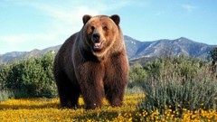 Animals Bears
