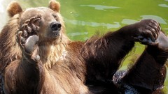 Animals Bears