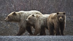 Animals Bears