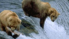 Animals Bears
