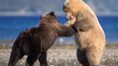 Animals Bears