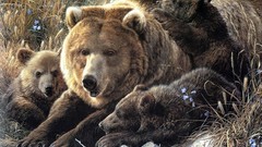 Animals Bears