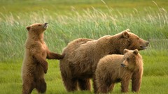 Animals Bears