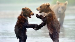 Animals Bears