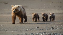Animals Bears
