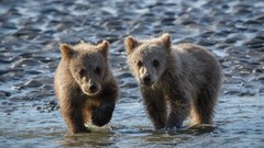 Animals Bears