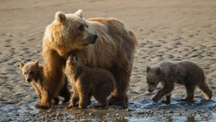 Animals Bears
