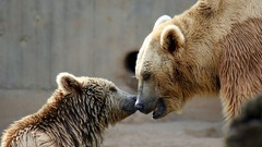 Animals Bears affection baby animals