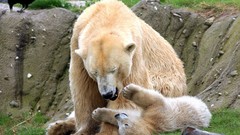 Animals Bears affection Polar Bears baby animals