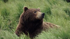 Animals Bears Alaska