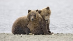 Animals Bears Alaska cubs grizzly bears baby animals