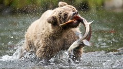 Animals Bears Alaska USA wild animals