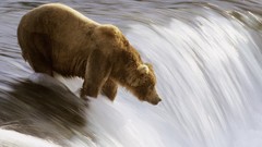 Animals Bears Alaska waterfalls national park