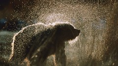 Animals Bears Alaska wet wildlife