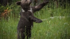 Animals Bears baby animals