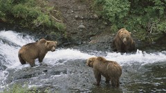 Animals Bears baby animals