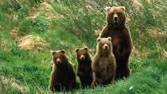 Animals Bears baby animals