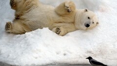 Animals Bears Birds Polar Bears snow Mammals