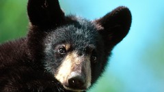 Animals Bears black bear baby animals