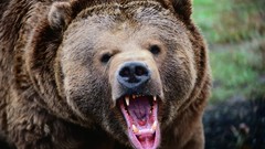 Animals Bears brown bears