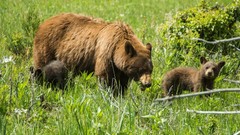 Animals Bears cubs baby animals