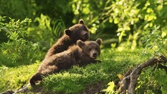 Animals Bears cubs baby animals