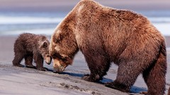 Animals Bears cubs baby animals