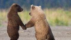 Animals Bears cubs national geographic baby animals
