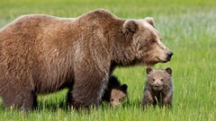 Animals Bears cubs wildlife