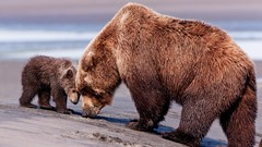 Animals Bears family wildlife