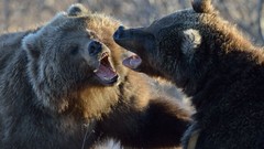 Animals Bears Fighting